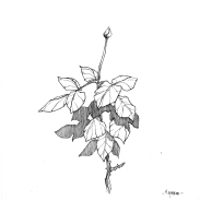 Rosier